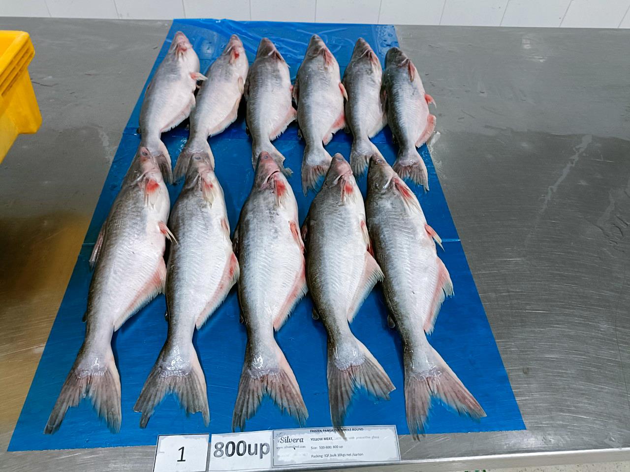 Defrosted pangasius whole round 800up