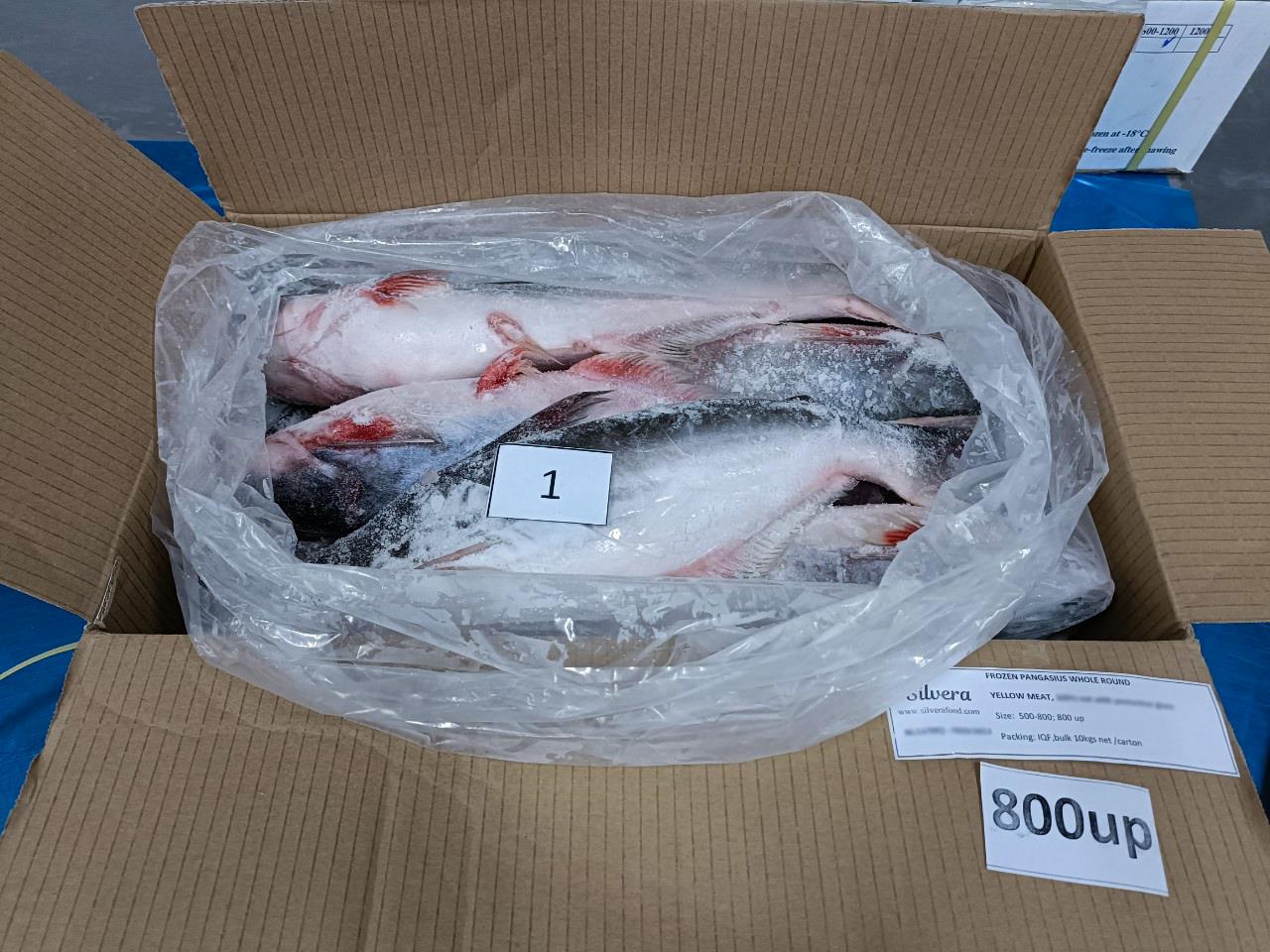 Master carton of pangasius whole round 800up