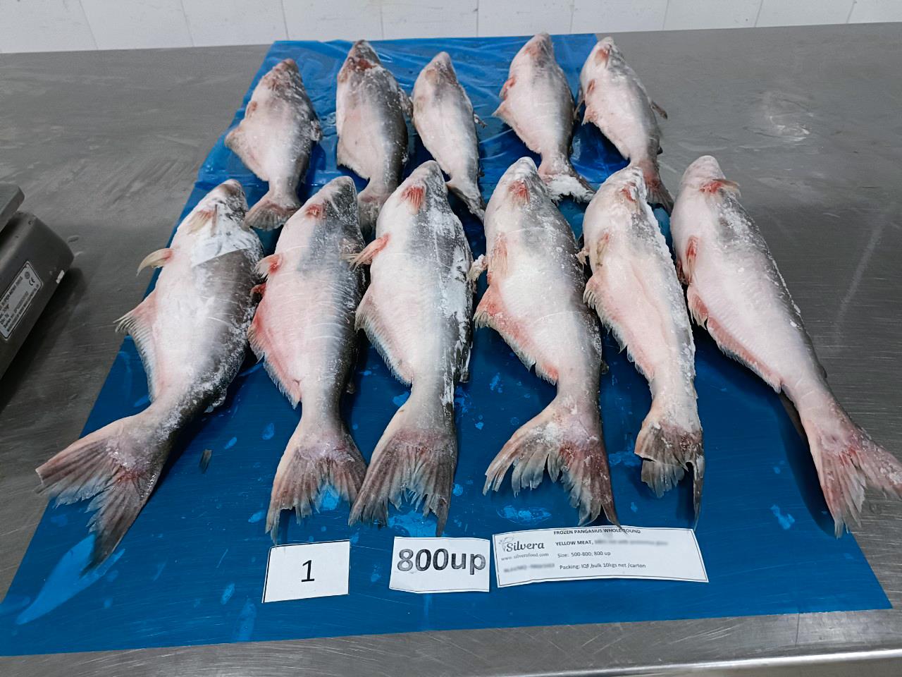 Frozen pangasius whole round 800up