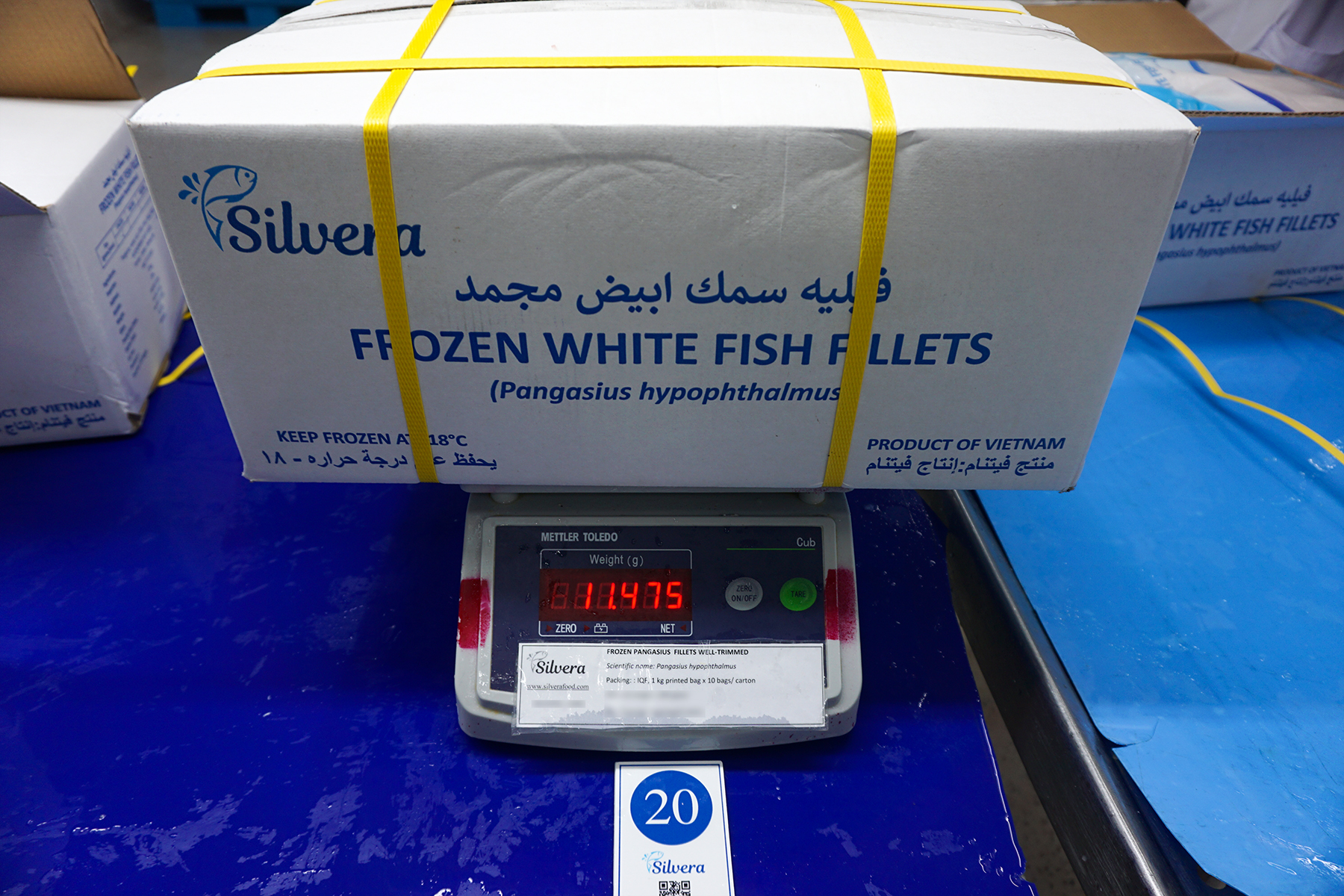 Pangasius fillet - Silvera