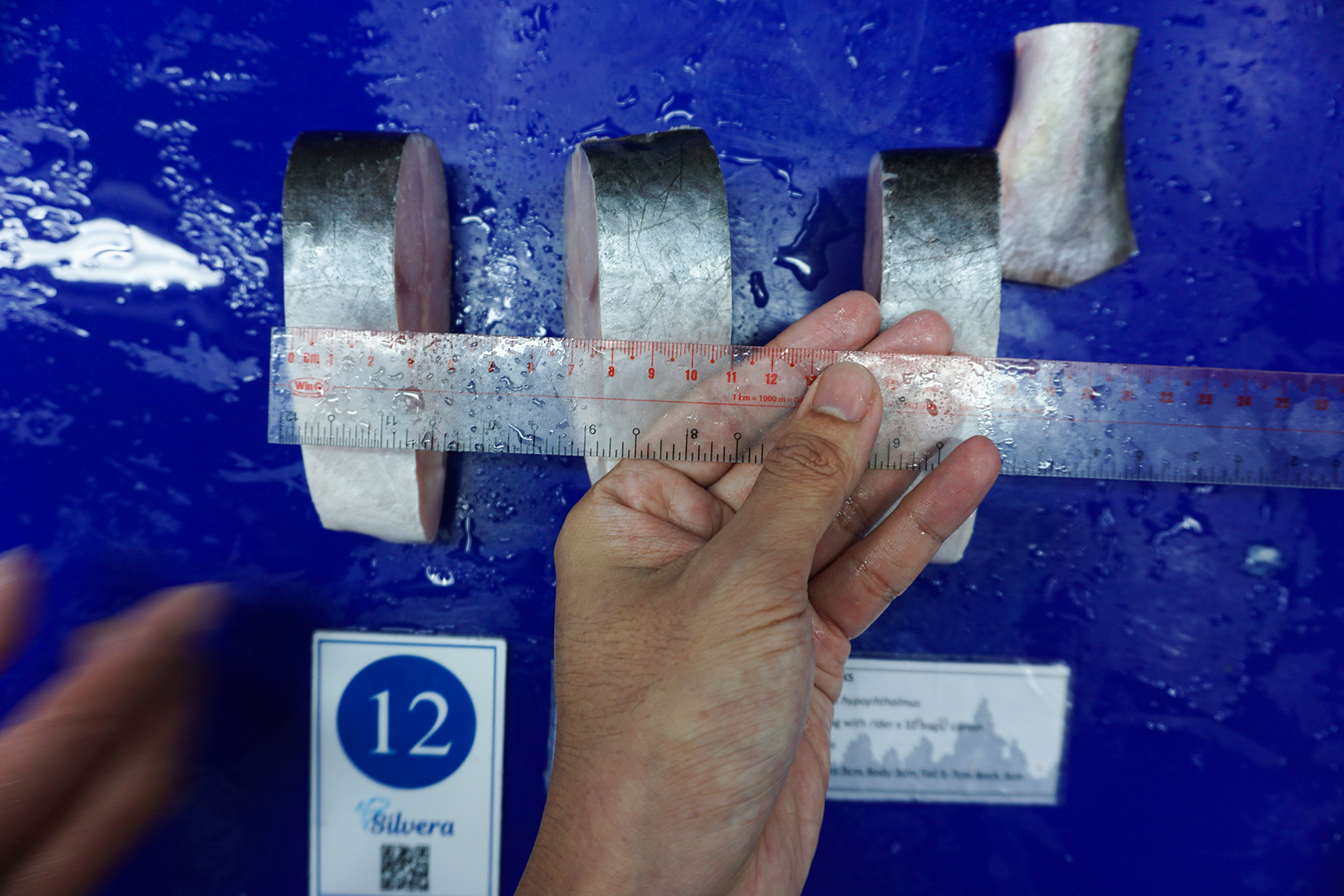 Pangasius steak - SILVERA