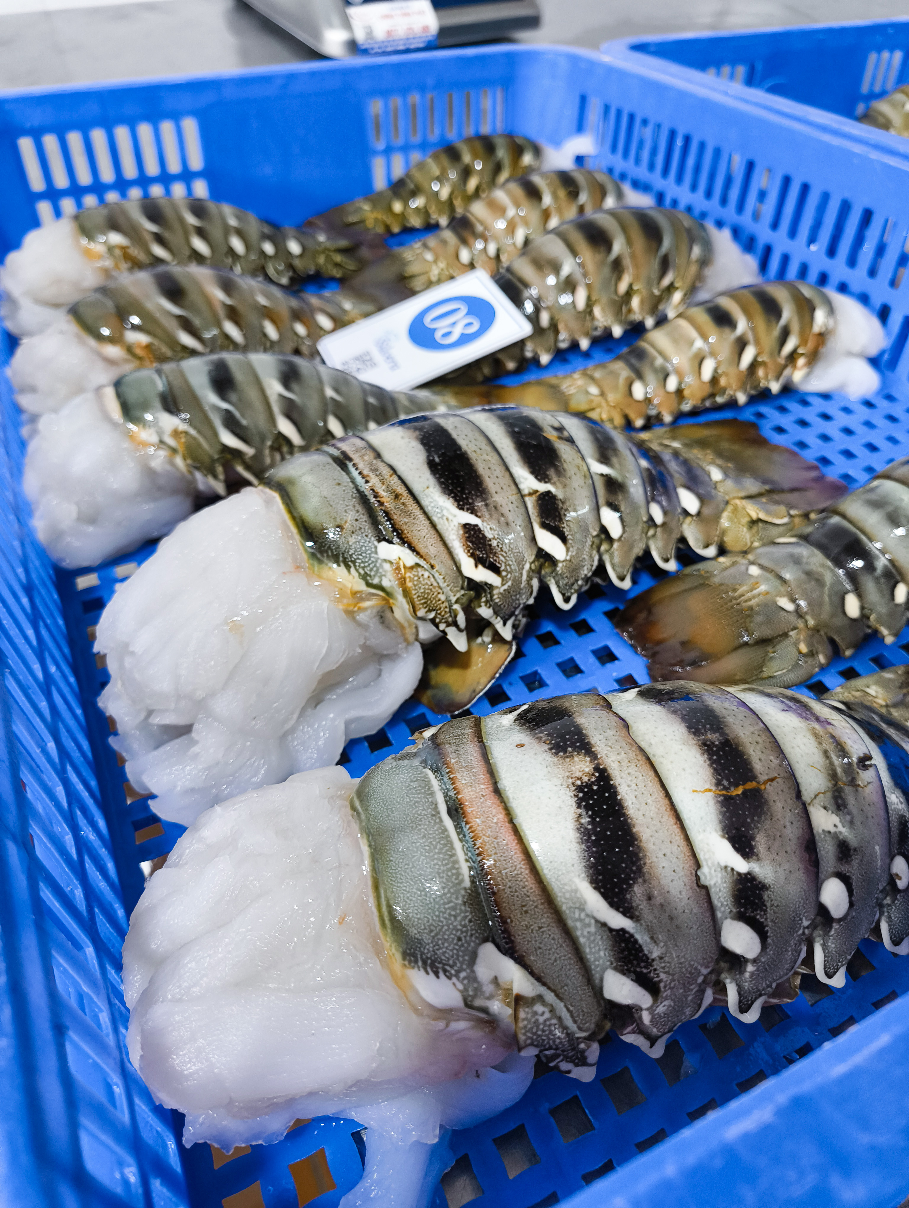 Lobster tail