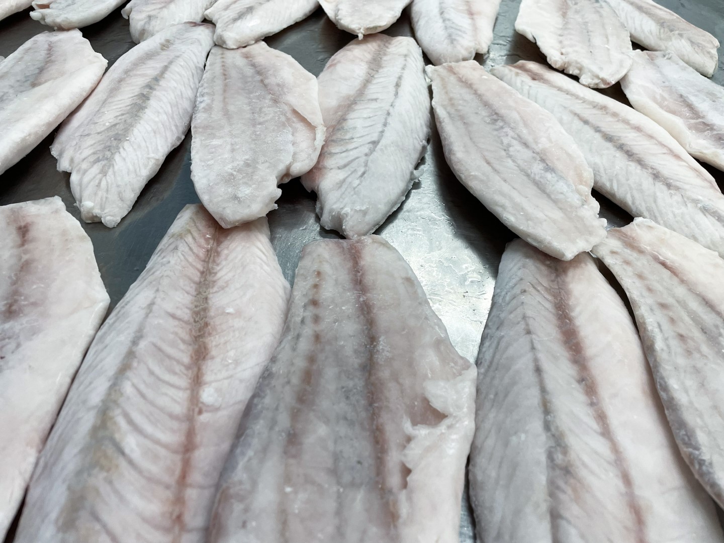 Barramundi fillets skinless