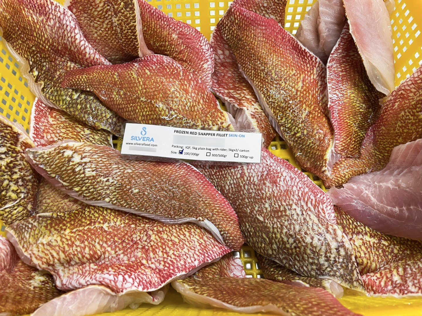 Red snapper fillets skin on