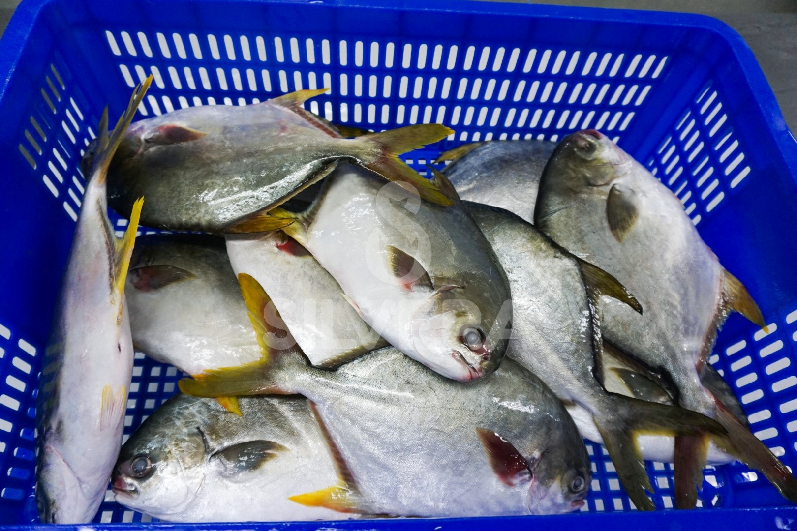 Defrosted golden pomfret whole round
