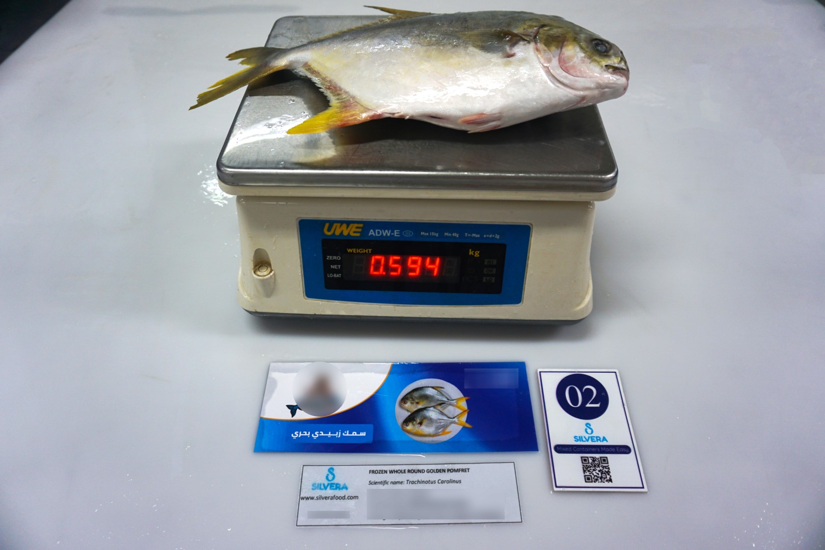 Defrosted golden pomfret whole round