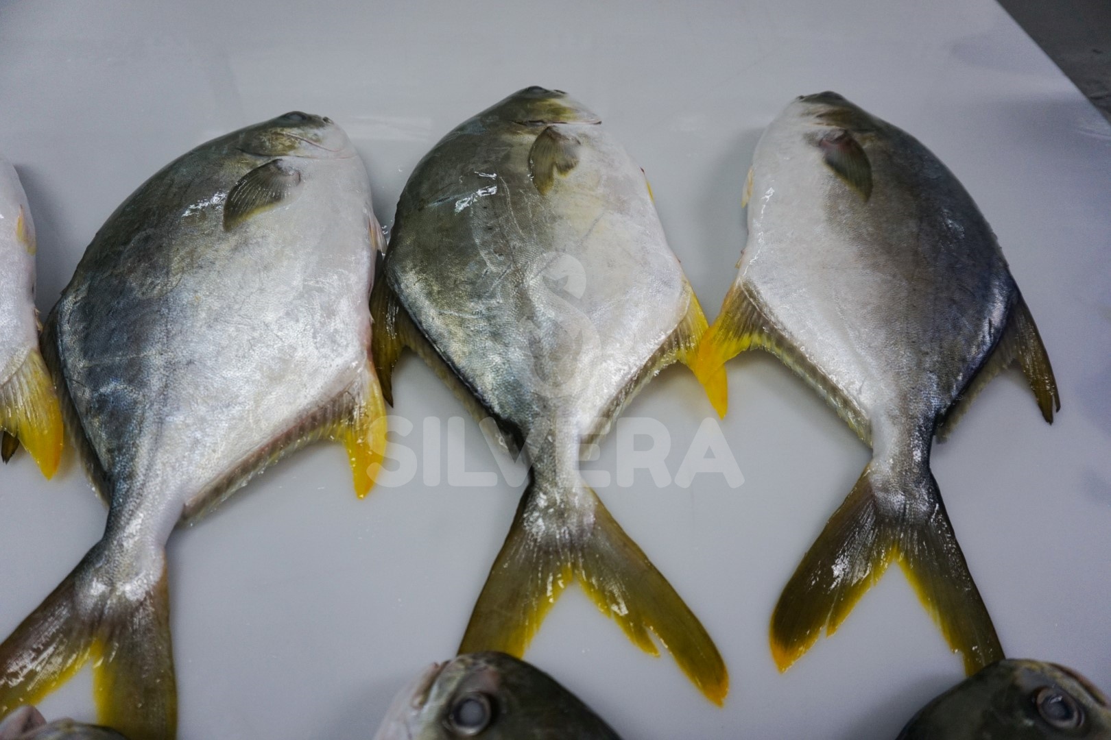 Defrosted golden pomfret whole round
