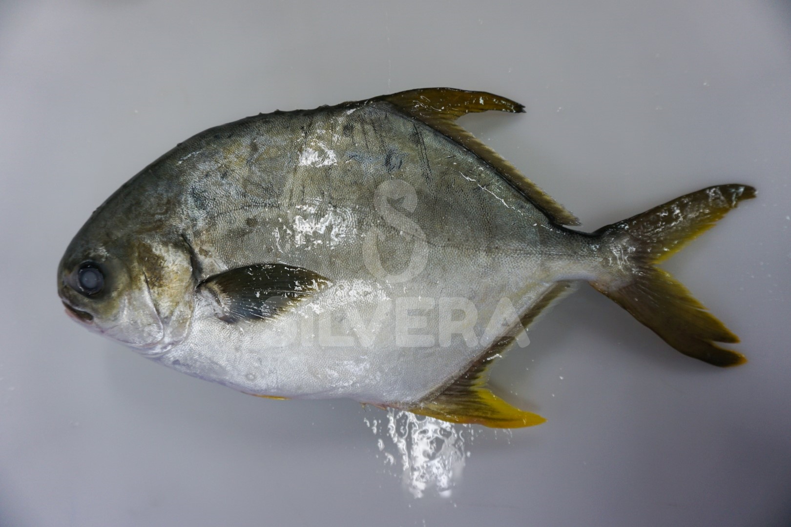 Defrosted golden pomfret whole round