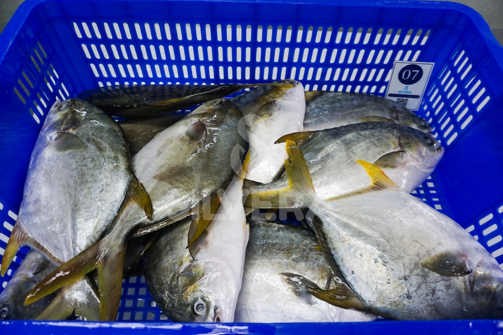 Defrosted golden pomfret whole round