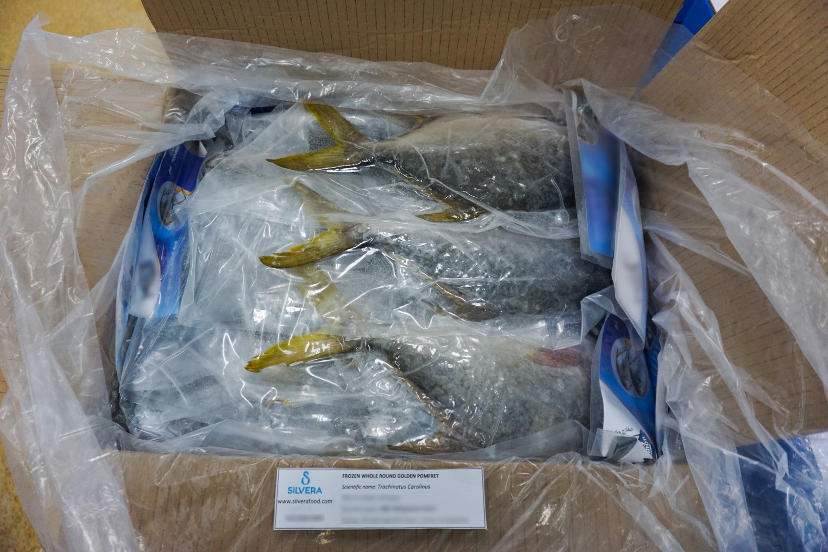 Frozen golden pomfret whole round 