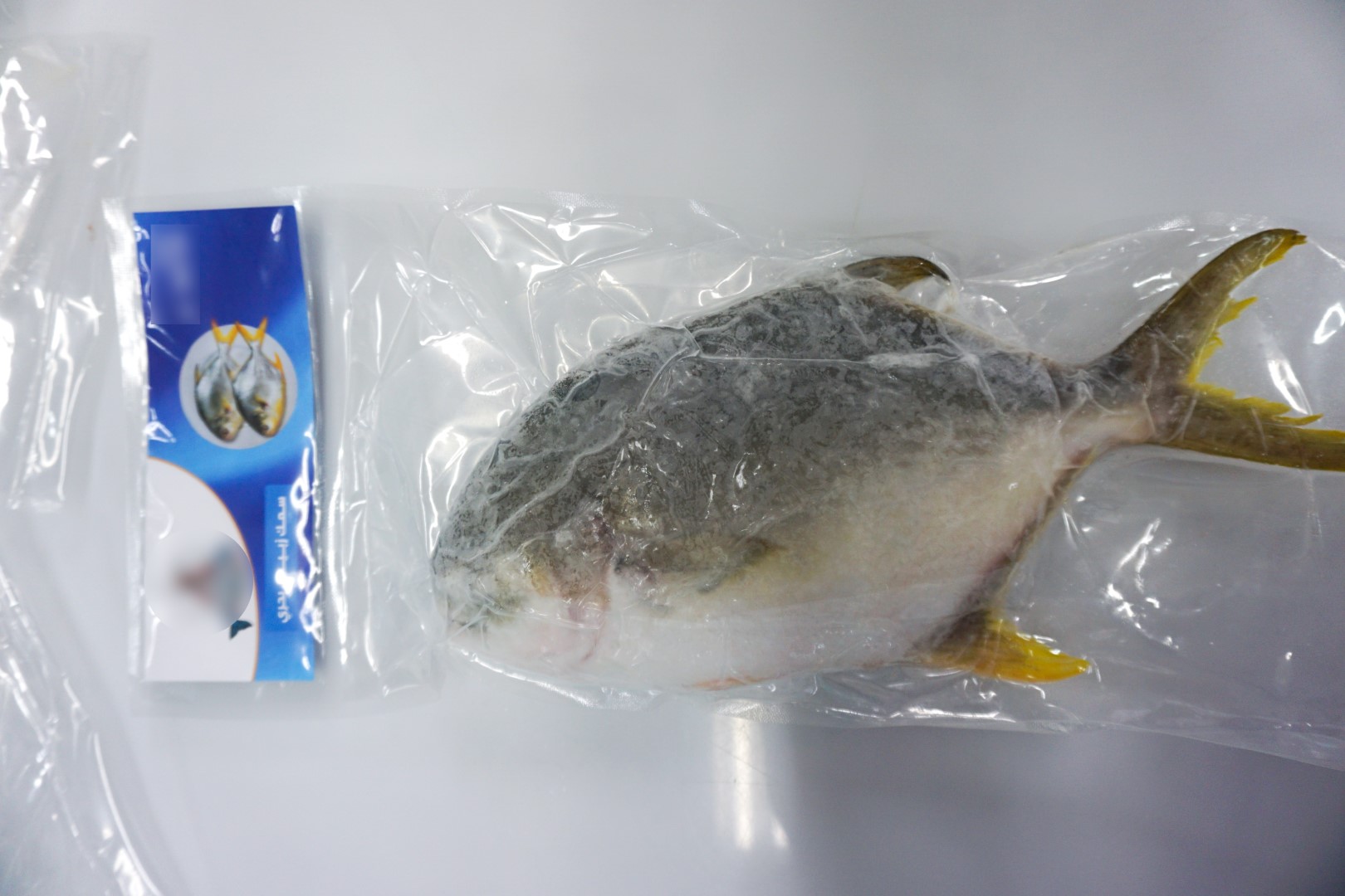 Frozen golden pomfret whole round 