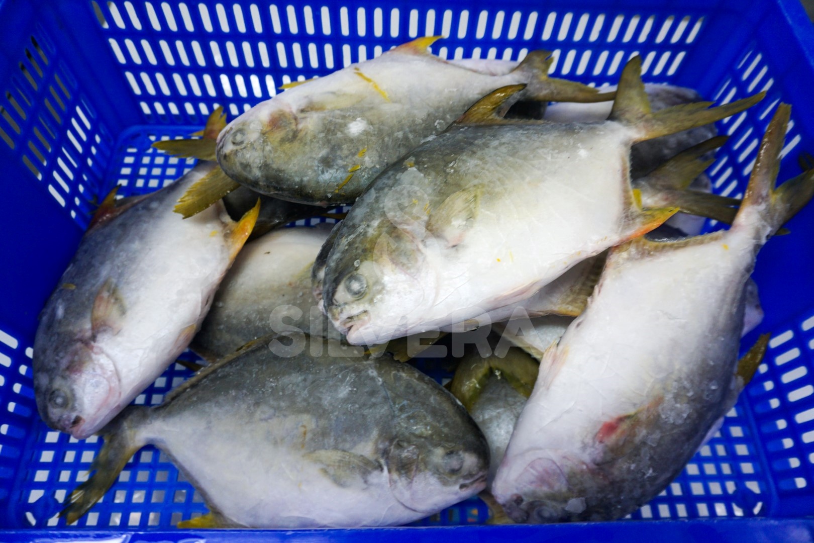 Frozen golden pomfret whole round 