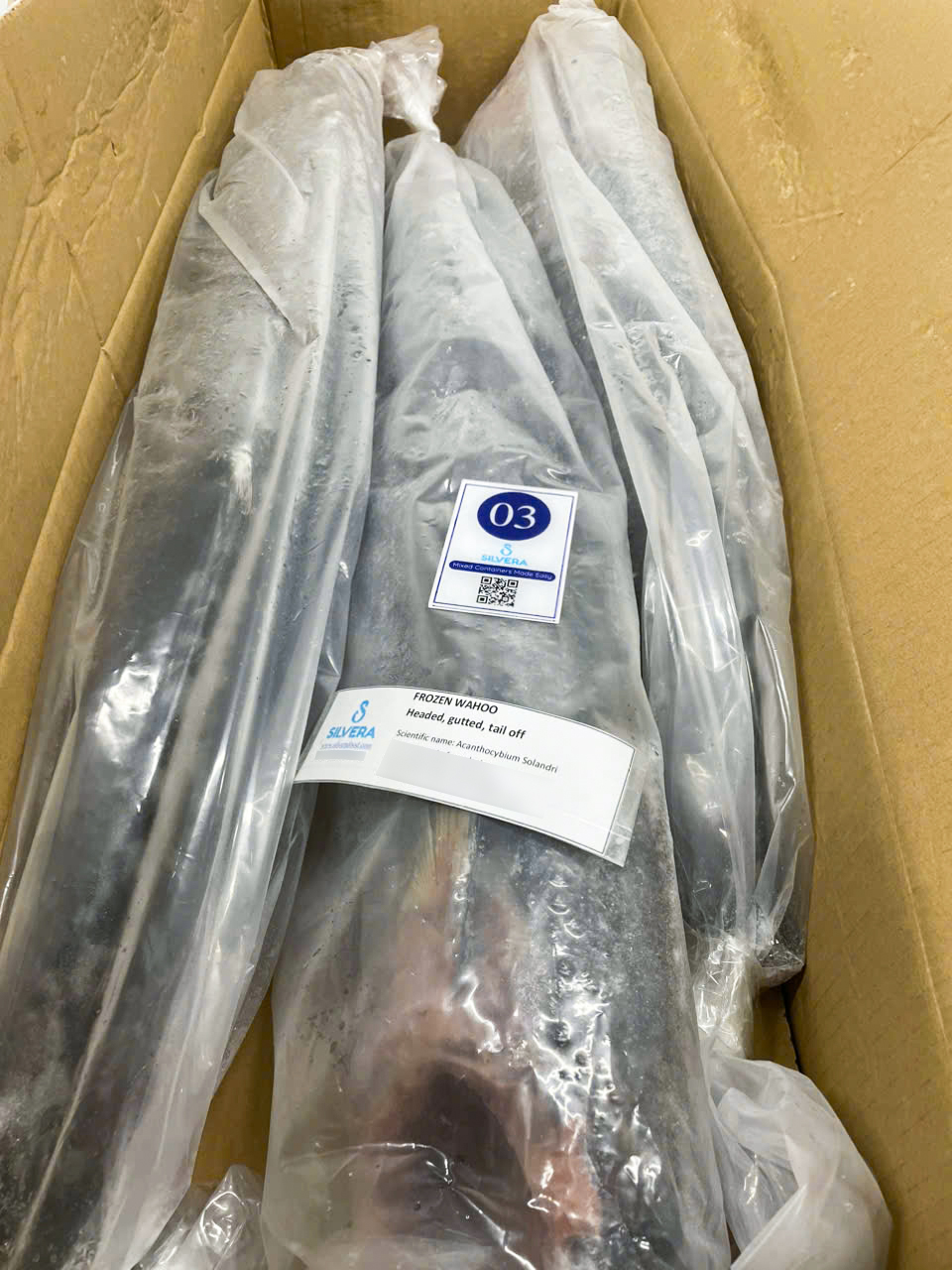 Frozen wahoo whole gutted