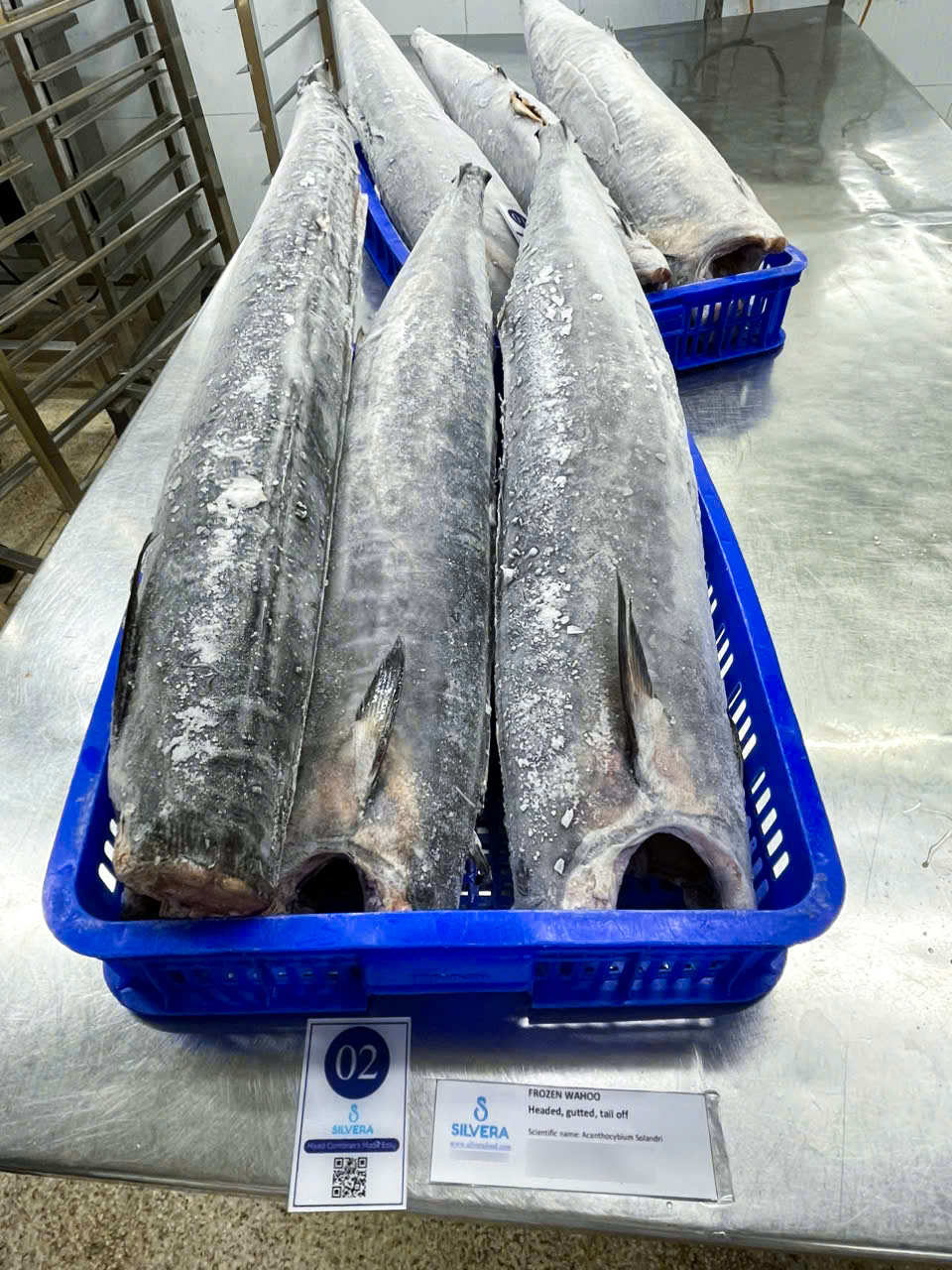 Frozen wahoo whole gutted
