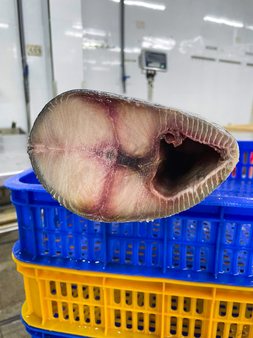 Frozen wahoo whole gutted