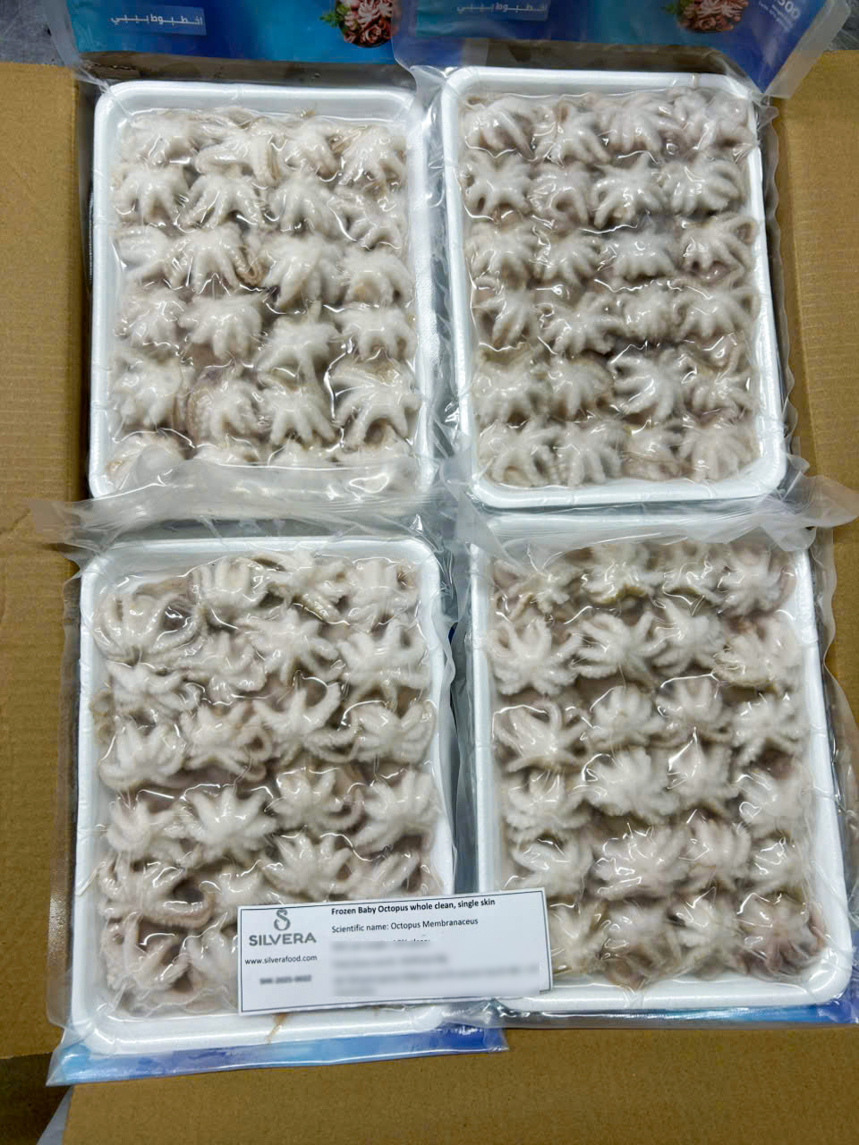Raw baby octopus