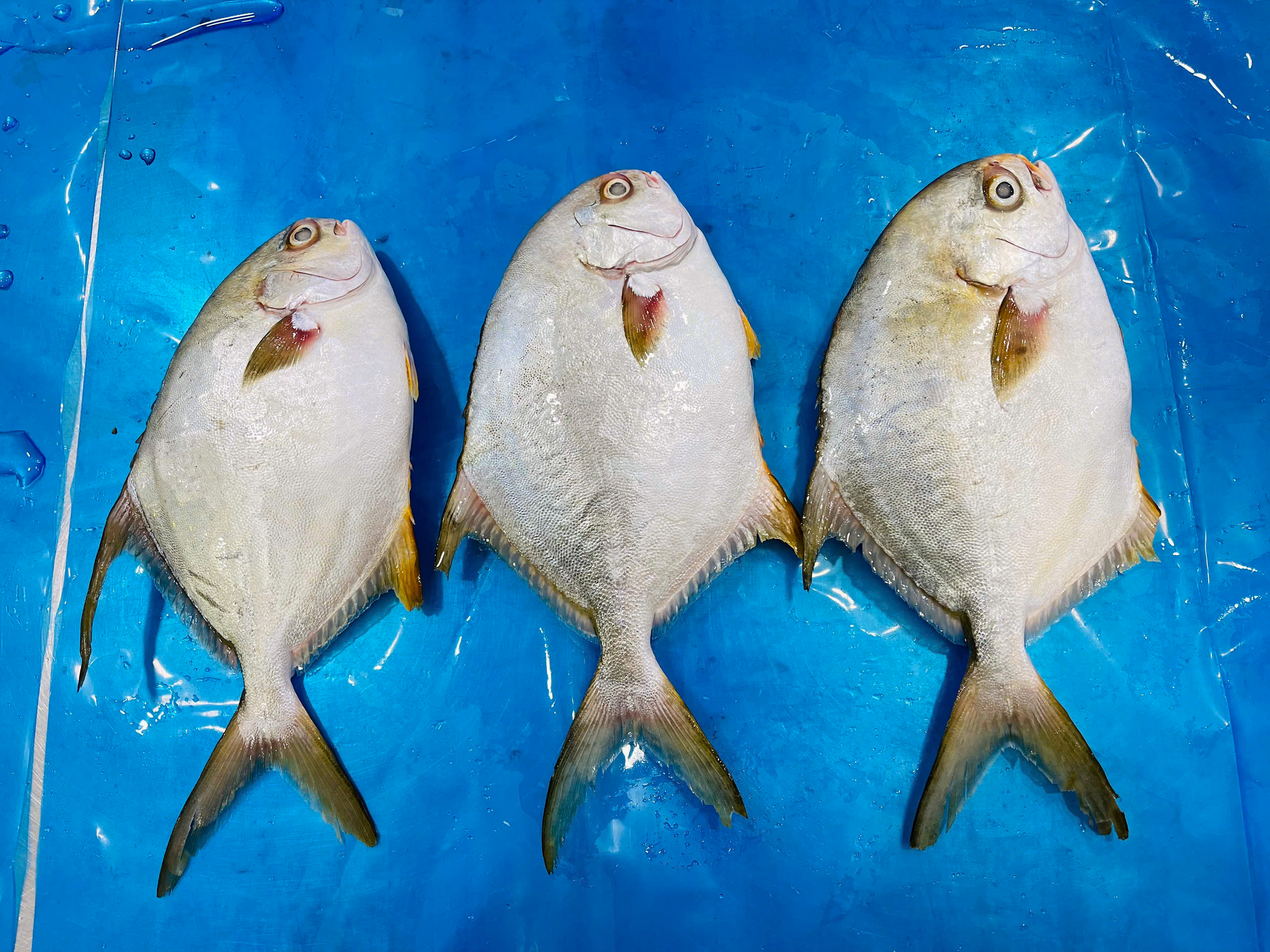 Golden pomfret whole round 