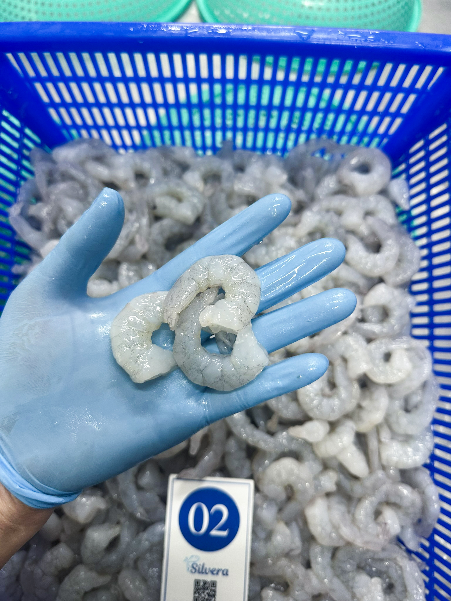 Defrosted RPD vannamei shrimp