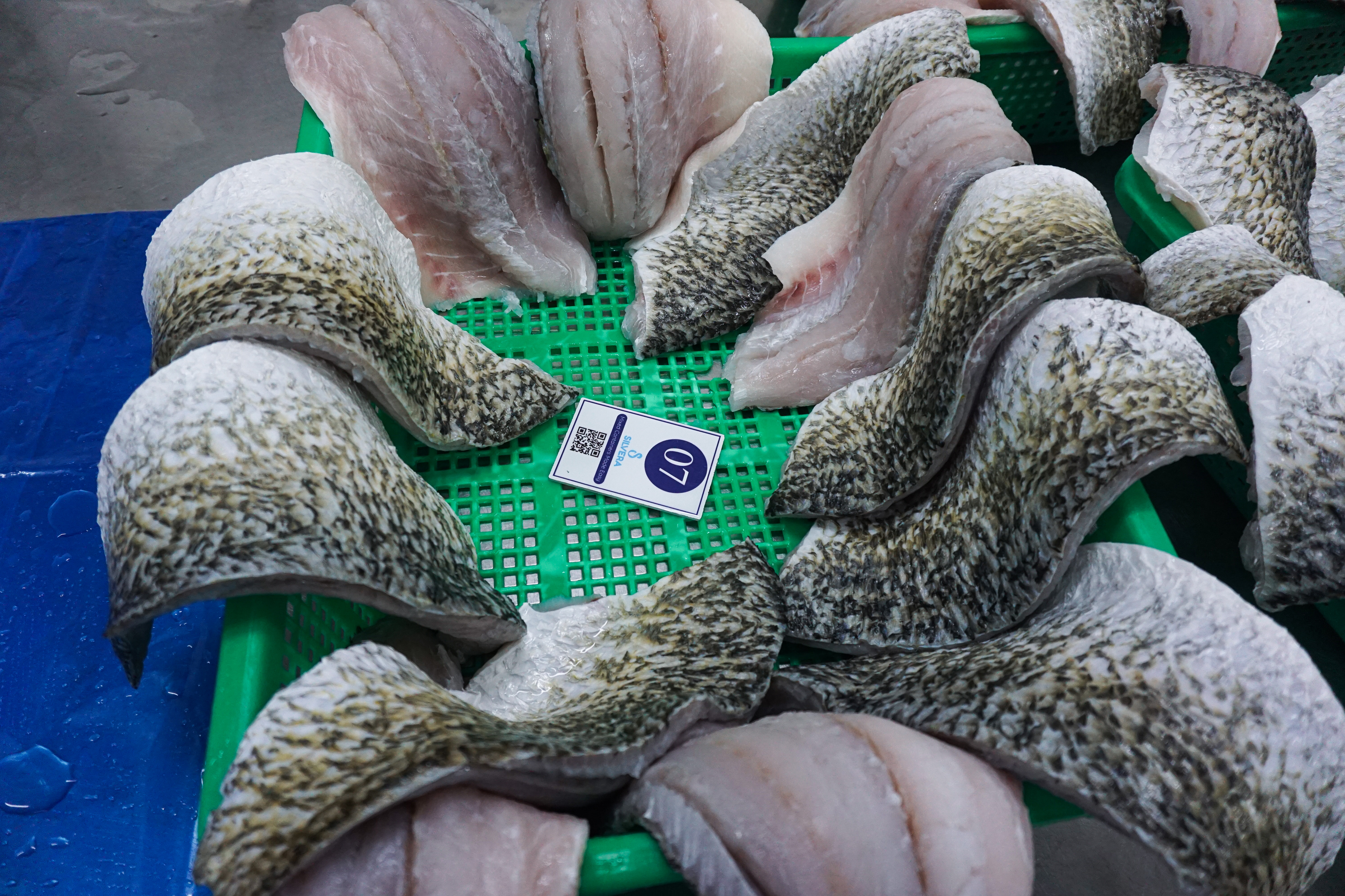 Thawed barramundi fillets - Silvera Food Vietnam