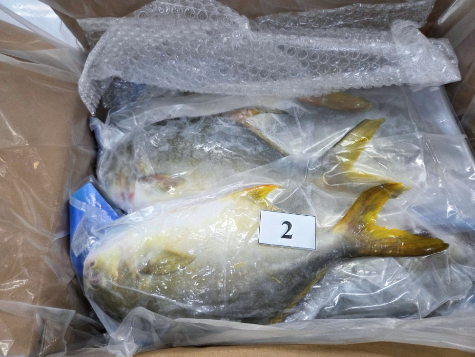 Whole golden pomfret - inside carton