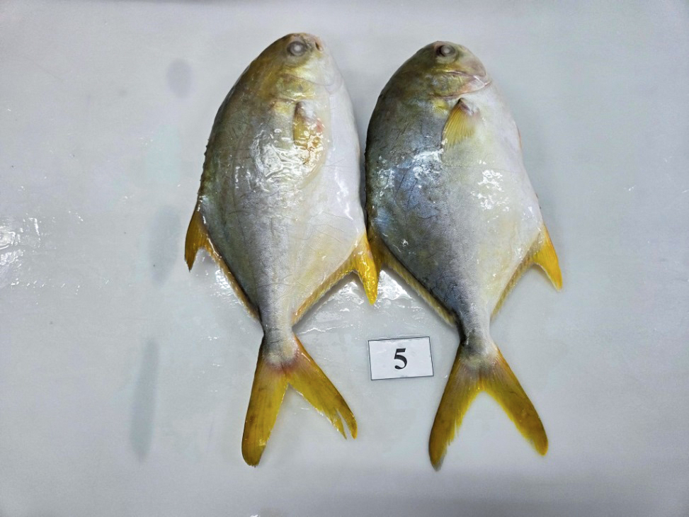 Thawed whole golden pomfret 