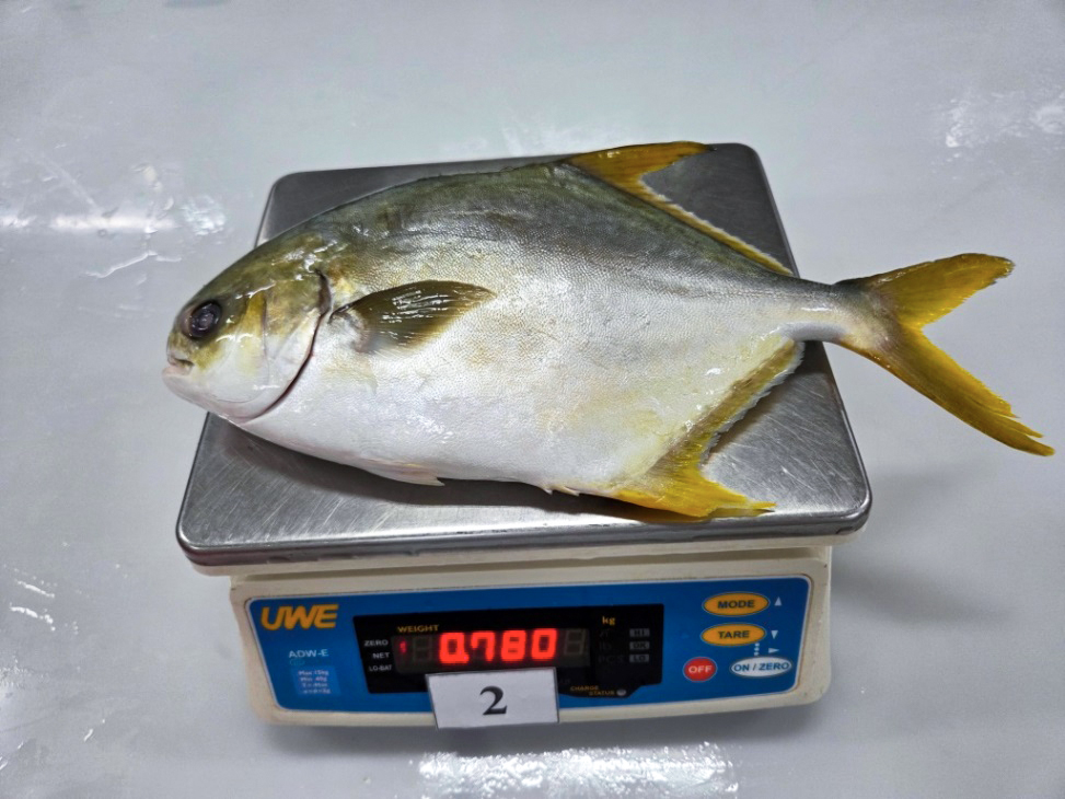 Whole round golden pomfret
