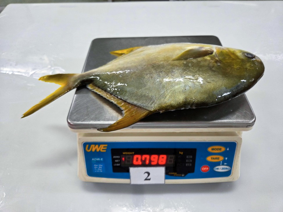 Whole round golden pomfret