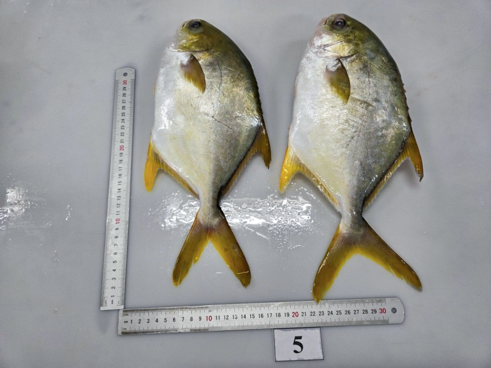 Thawed whole golden pomfret 