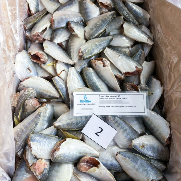 First order of HGT Indian mackerel