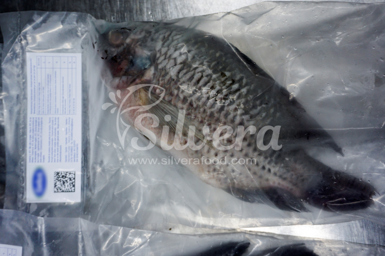 Packed frozen black tilapia WGS gills off 