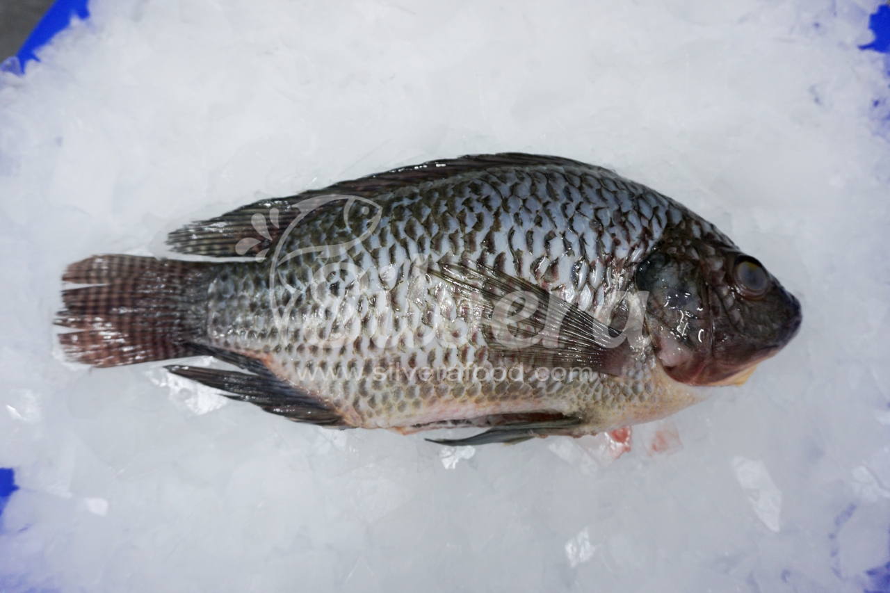 Defrosted black tilapia WGS gills off