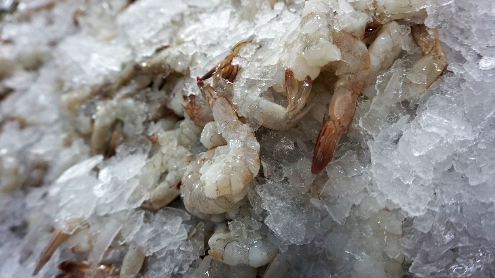 Raw Vannamei Shrimp PDTO For Breading. Credit: Silvera Food